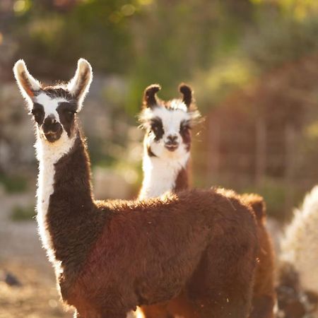 Alpaca Farm Villa Mitzpe Ramon Exterior foto