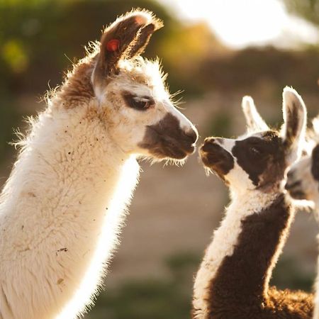 Alpaca Farm Villa Mitzpe Ramon Exterior foto