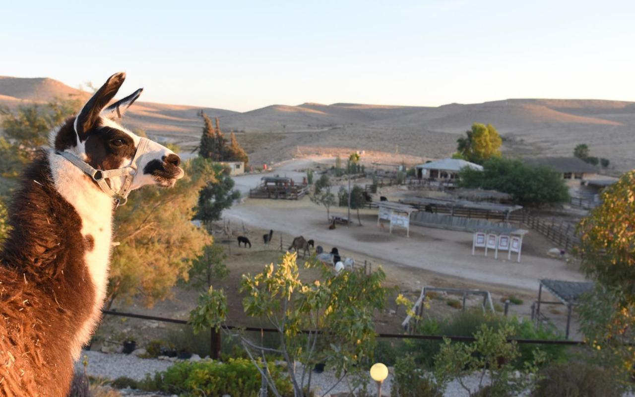 Alpaca Farm Villa Mitzpe Ramon Exterior foto