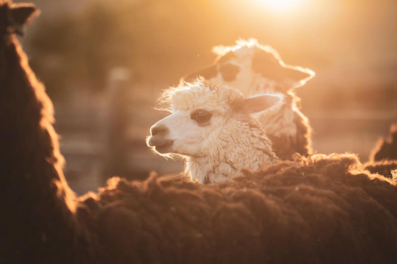 Alpaca Farm Villa Mitzpe Ramon Exterior foto