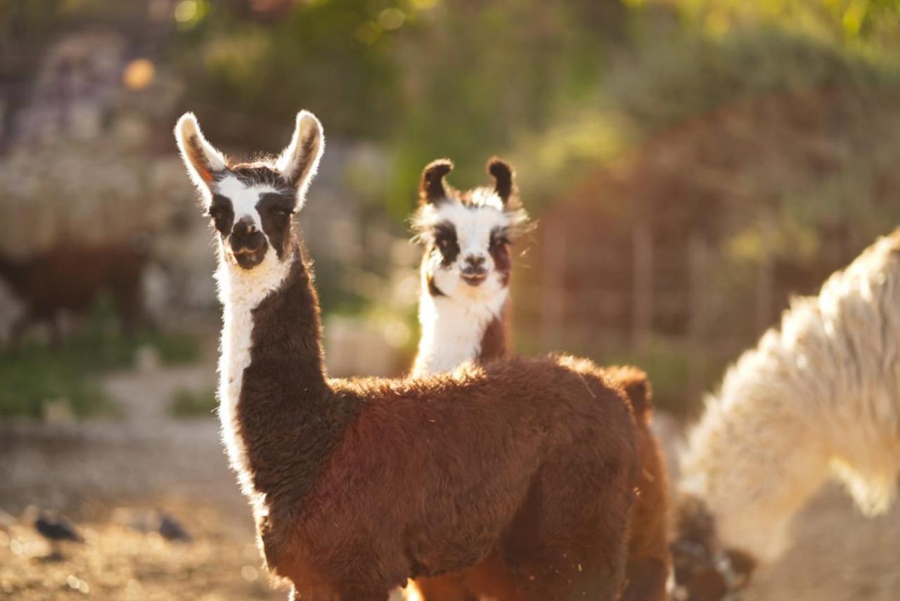 Alpaca Farm Villa Mitzpe Ramon Exterior foto