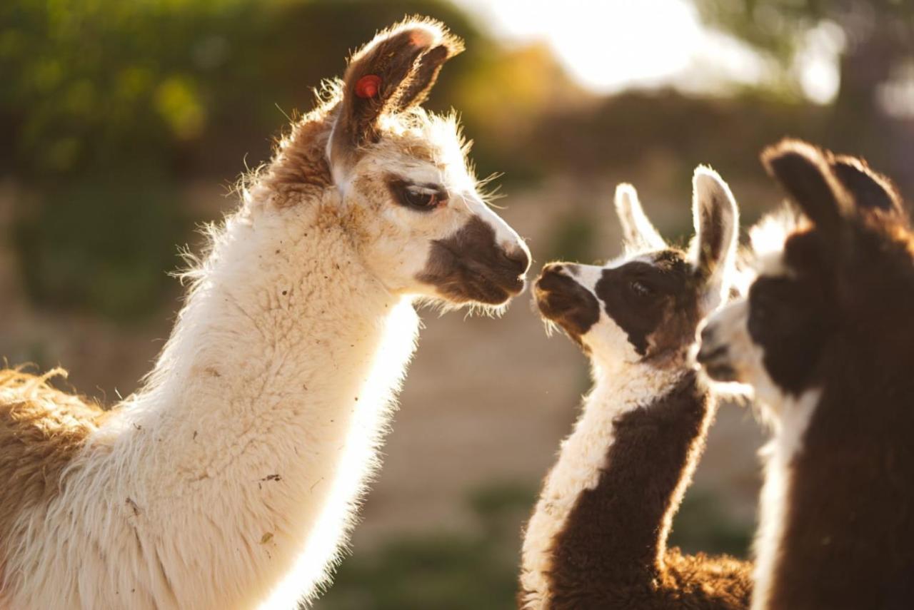 Alpaca Farm Villa Mitzpe Ramon Exterior foto