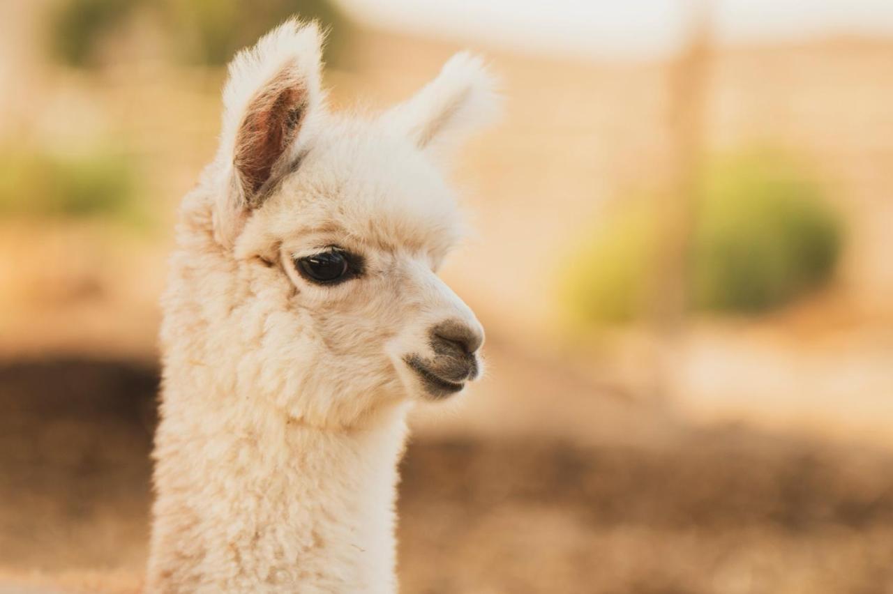 Alpaca Farm Villa Mitzpe Ramon Exterior foto