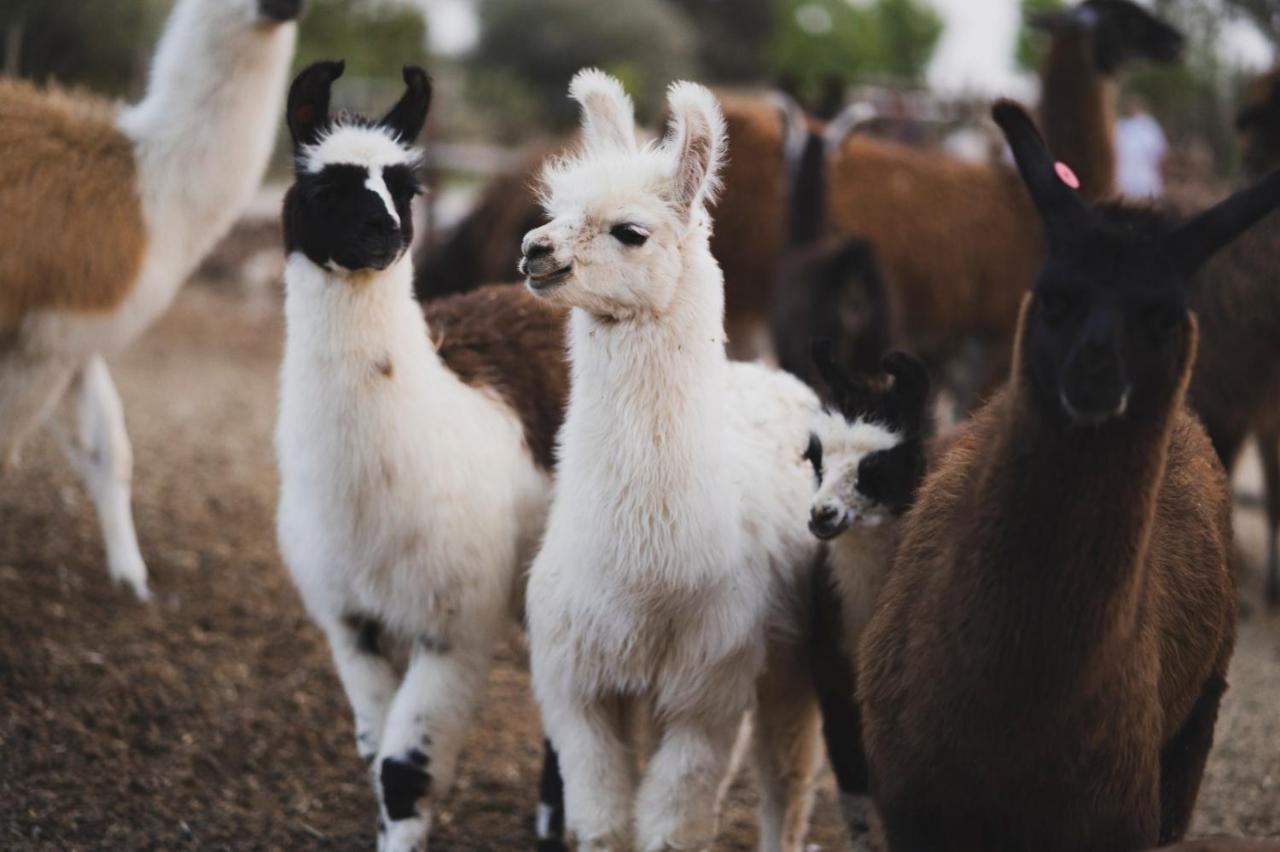 Alpaca Farm Villa Mitzpe Ramon Exterior foto