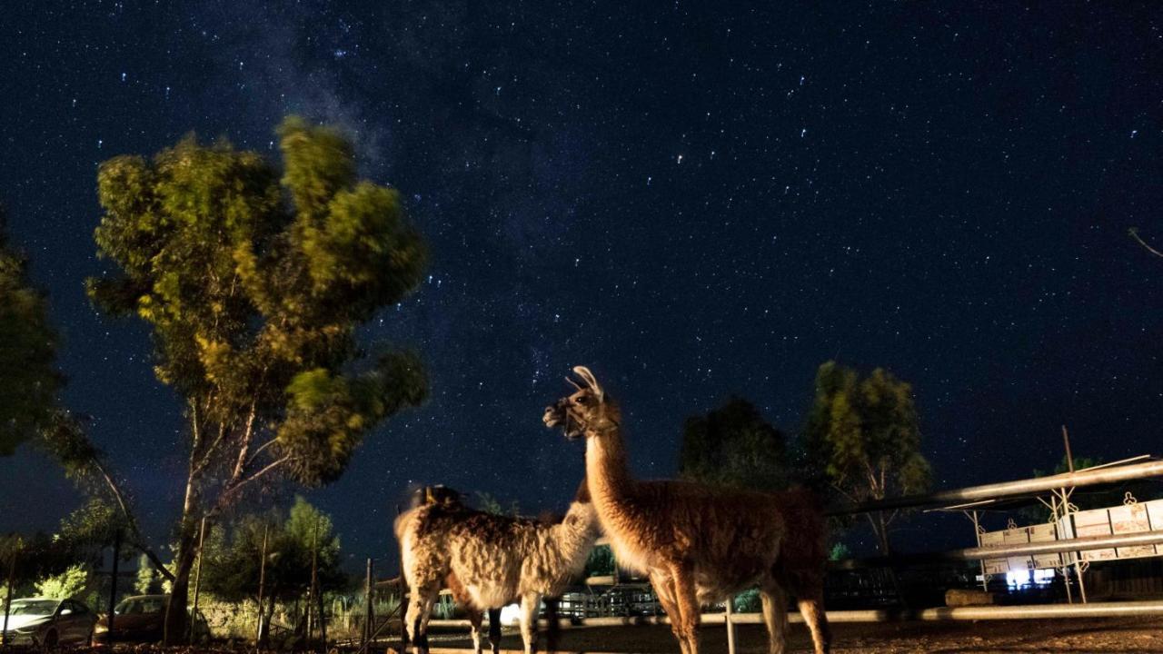 Alpaca Farm Villa Mitzpe Ramon Exterior foto