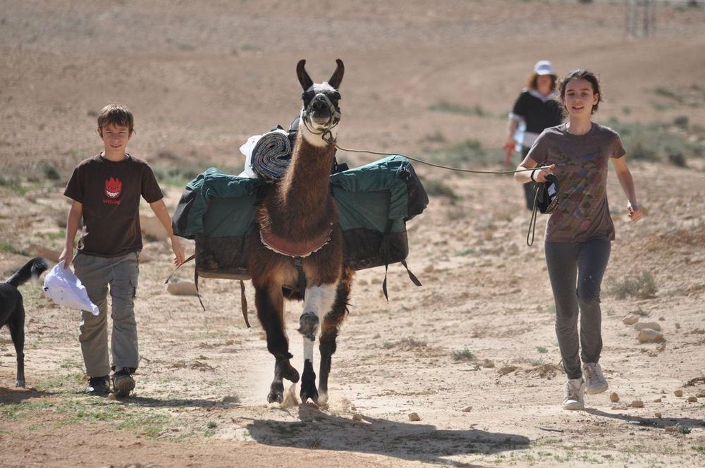 Alpaca Farm Villa Mitzpe Ramon Exterior foto