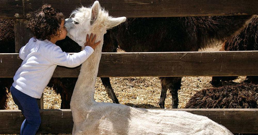 Alpaca Farm Villa Mitzpe Ramon Exterior foto