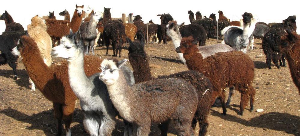 Alpaca Farm Villa Mitzpe Ramon Exterior foto