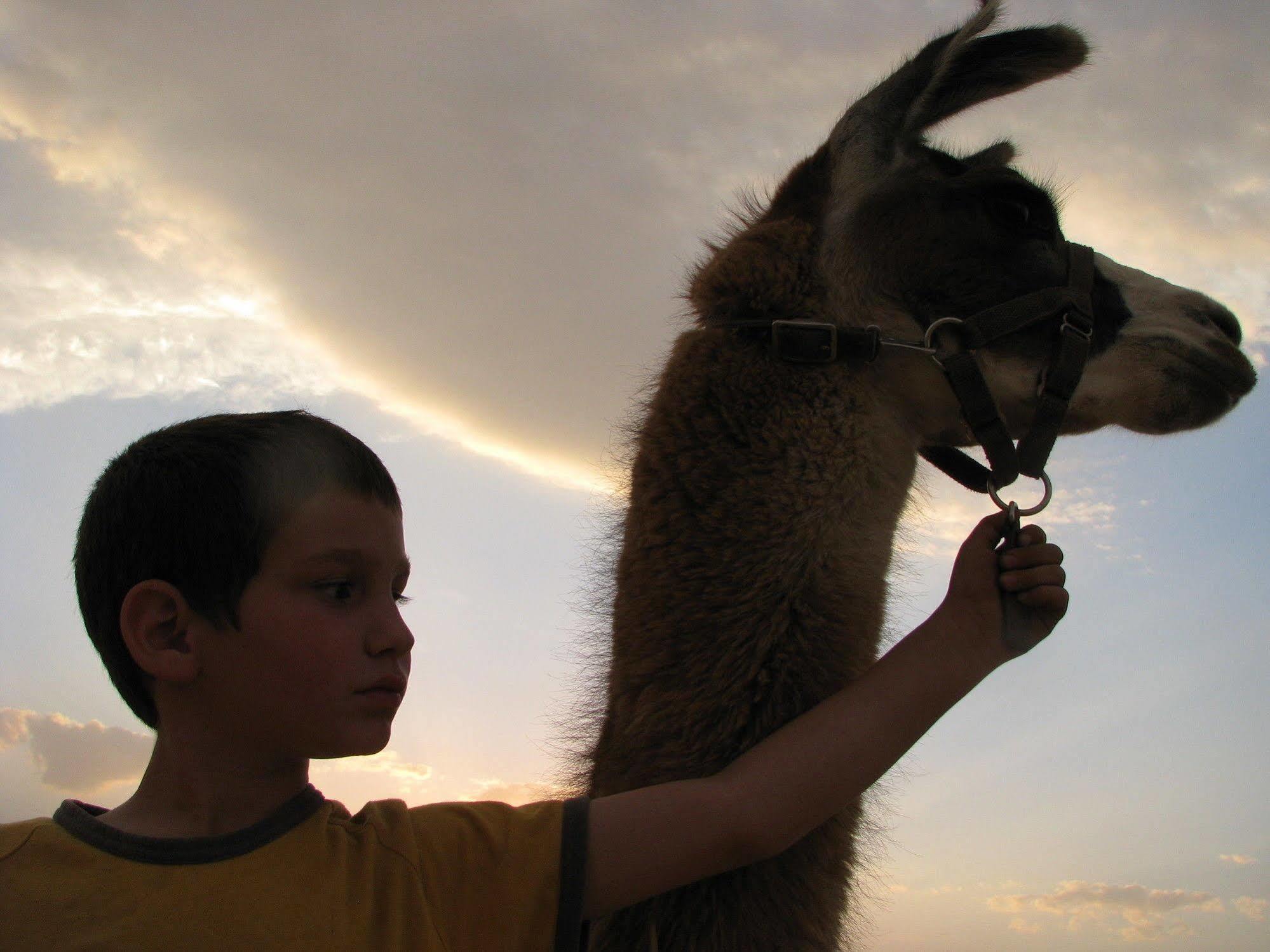 Alpaca Farm Villa Mitzpe Ramon Exterior foto